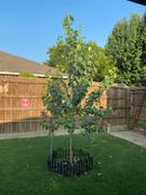 Fast-Growing-Trees.com Superior Hybrid Poplar Tree Review