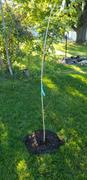 Fast-Growing-Trees.com Superior Hybrid Poplar Tree Review