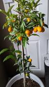 Fast-Growing-Trees.com Nagami Kumquat Tree Review