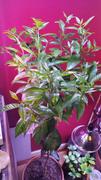 Fast-Growing-Trees.com Nules Clementine Tree Review