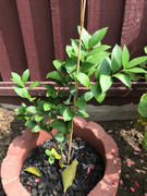 Fast-Growing-Trees.com Meyer Lemon Tree Review