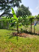 Fast-Growing-Trees.com Cold Hardy Banana Tree Review
