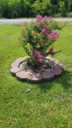 Fast-Growing-Trees.com Twilight Crape Myrtle Review