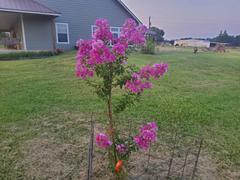 Fast-Growing-Trees.com Twilight Crape Myrtle Review