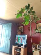 Fast-Growing-Trees.com Meyer Lemon Tree Review