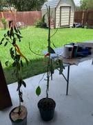 Fast-Growing-Trees.com Cold Hardy Avocado Tree Review