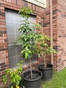 Fast-Growing-Trees.com Cold Hardy Avocado Tree Review