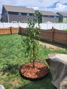 Fast-Growing-Trees.com Tree Planting Kit Review
