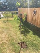 Fast-Growing-Trees.com Moorpark Apricot Tree Review