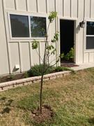 Fast-Growing-Trees.com Moorpark Apricot Tree Review