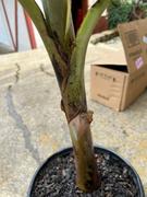 Fast-Growing-Trees.com Dwarf Cavendish Banana Tree Review
