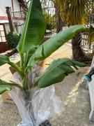Fast-Growing-Trees.com Dwarf Cavendish Banana Tree Review