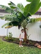 Fast-Growing-Trees.com Dwarf Cavendish Banana Tree Review