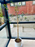 Fast-Growing-Trees.com Arbequina Olive Tree Review