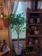 Fast-Growing-Trees.com Braided Benjamina Ficus Tree Review