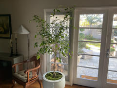 Fast-Growing-Trees.com Braided Benjamina Ficus Tree Review