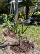 Fast-Growing-Trees.com Needle Palm Tree Review