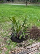 Fast-Growing-Trees.com Needle Palm Tree Review
