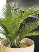 Fast-Growing-Trees.com Sago Palm Tree Review
