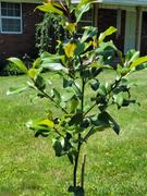 Fast-Growing-Trees.com Southern Magnolia Review