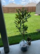 Fast-Growing-Trees.com Southern Magnolia Review