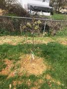 Fast-Growing-Trees.com 5-in-1 Pear Tree Review