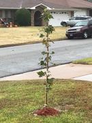 Fast-Growing-Trees.com American Red Maple Tree Review
