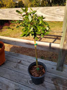 Fast-Growing-Trees.com Bay Laurel Review