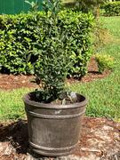 Fast-Growing-Trees.com Bay Laurel Review