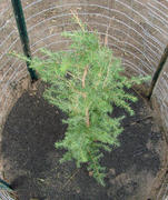 Fast-Growing-Trees.com Canadian Hemlock Review