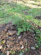Fast-Growing-Trees.com Canadian Hemlock Review
