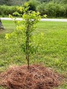 Fast-Growing-Trees.com Coral Bark Japanese Maple Tree Review