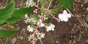 Fast-Growing-Trees.com Vanilla Strawberry™ Hydrangea Shrub Review