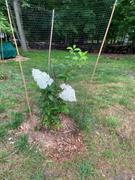 Fast-Growing-Trees.com Vanilla Strawberry™ Hydrangea Shrub Review