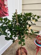 Fast-Growing-Trees.com Double Blooming Gardenia Tree Review