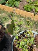 Fast-Growing-Trees.com Bushel and Berry® Peach Sorbet™ Blueberry Bush Review