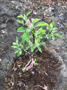 Fast-Growing-Trees.com Pink Lady® Apple Tree Review
