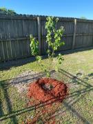 Fast-Growing-Trees.com Pink Lady® Apple Tree Review