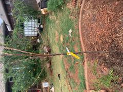 Fast-Growing-Trees.com Fuyu Persimmon Tree Review