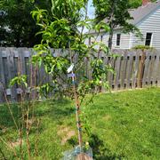 Fast-Growing-Trees.com Flavortop Nectarine Tree Review