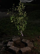 Fast-Growing-Trees.com D'Anjou Pear Tree Review