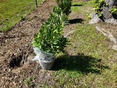 Fast-Growing-Trees.com Wax Myrtle Tree Review