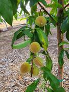 Fast-Growing-Trees.com Harvester Peach Tree Review