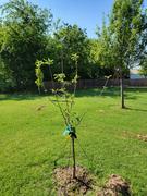 Fast-Growing-Trees.com 3-in-1 Apple Tree Review