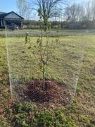 Fast-Growing-Trees.com 4-in-1 Cherry Tree Review