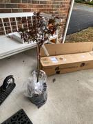 Fast-Growing-Trees.com Red Dragon Japanese Maple Tree Review