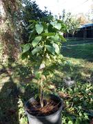 Fast-Growing-Trees.com Arabica Coffee Plant Review