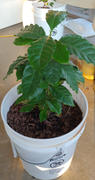 Fast-Growing-Trees.com Arabica Coffee Plant Review