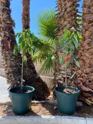 Fast-Growing-Trees.com Hass Avocado Tree Review