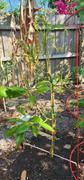 Fast-Growing-Trees.com Hass Avocado Tree Review